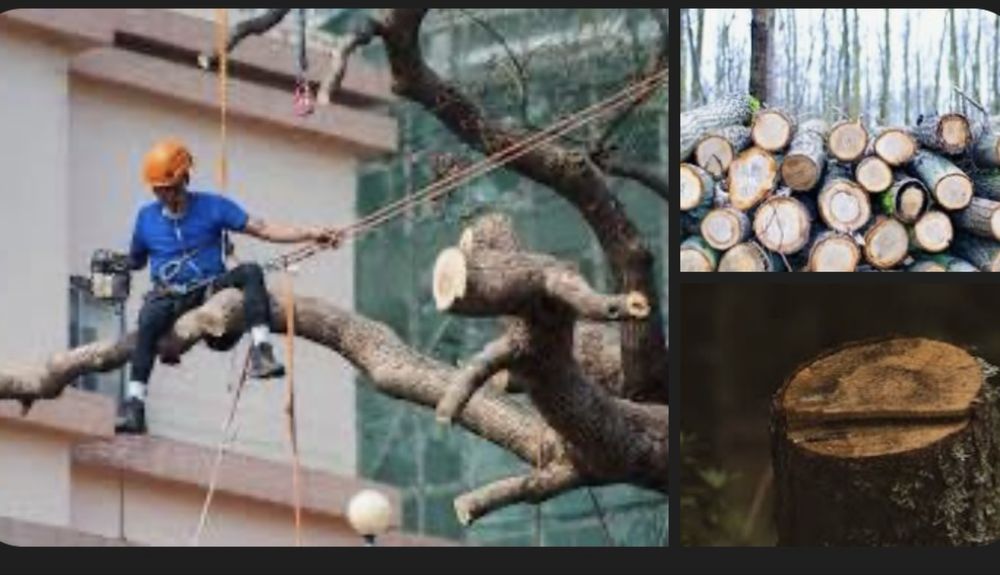 Servico de jardinagem, limpeza de quintais, poda e corte arvores