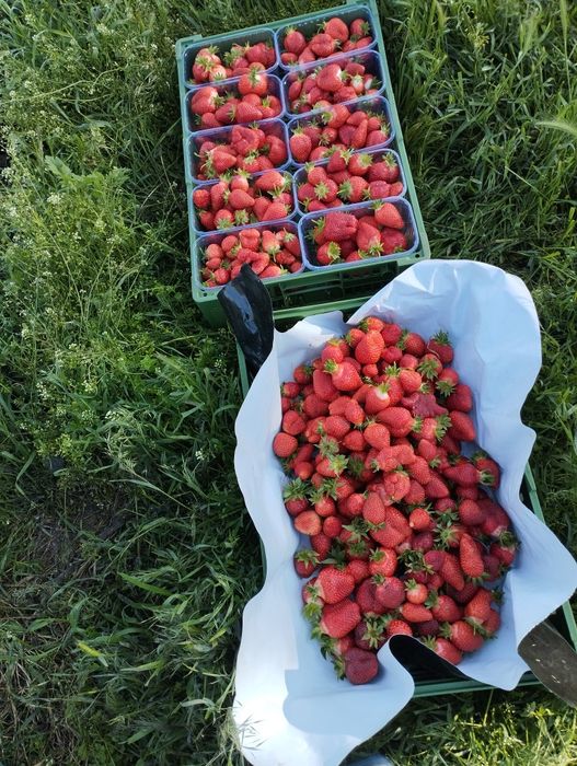 Полуниця саджанці...