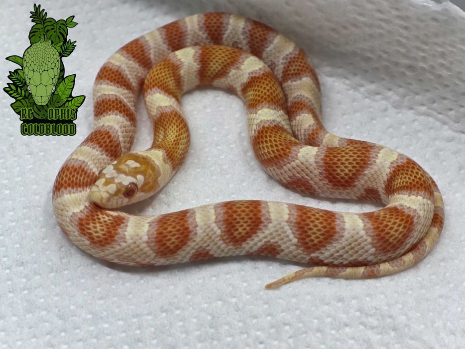 2.0 Mexicorn - butter, classic cb25