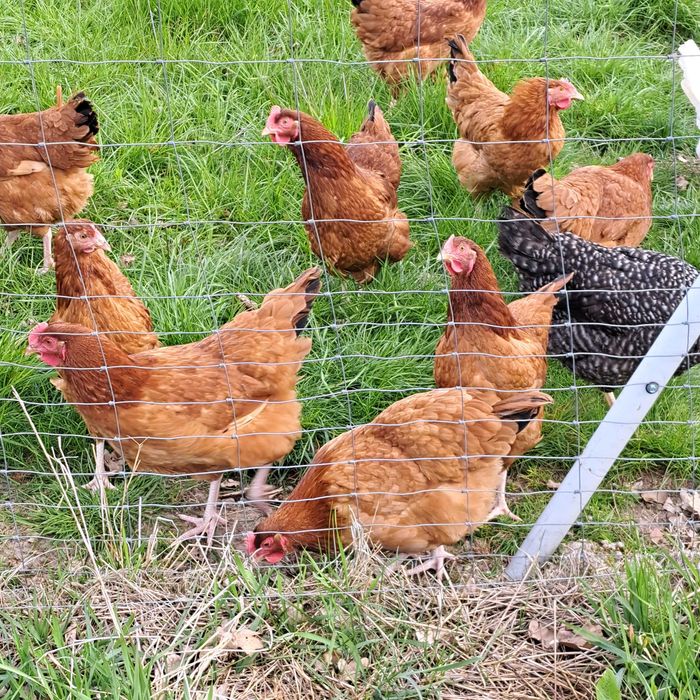 Jajka z wolnego wybiegu