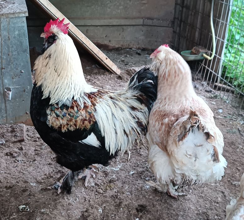 Galinhas Faverolles Raça Pura