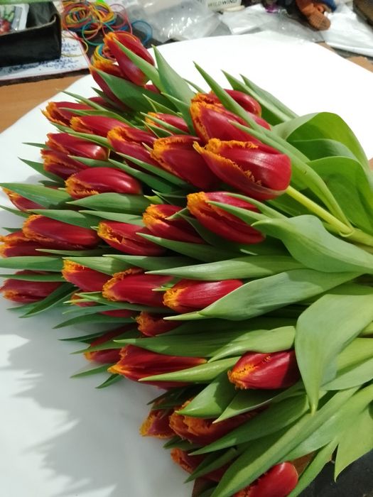 Тюльпани оптом до 8 Березня