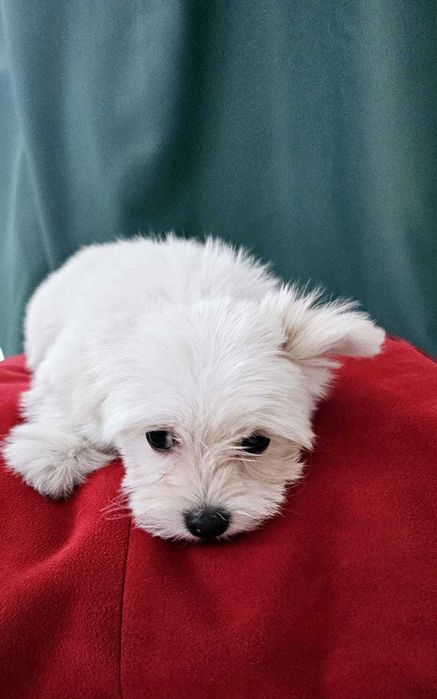 malańczyk dziewczynka do odbioru!!!