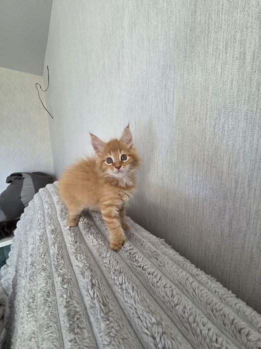 Хлопчик Мейн Кун