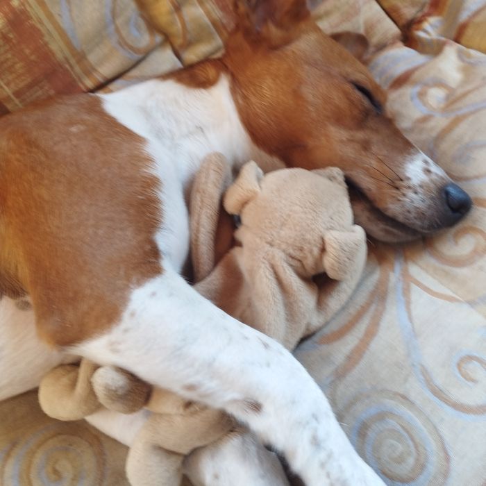 Джек Рассел тер'єр, в'язка, случка