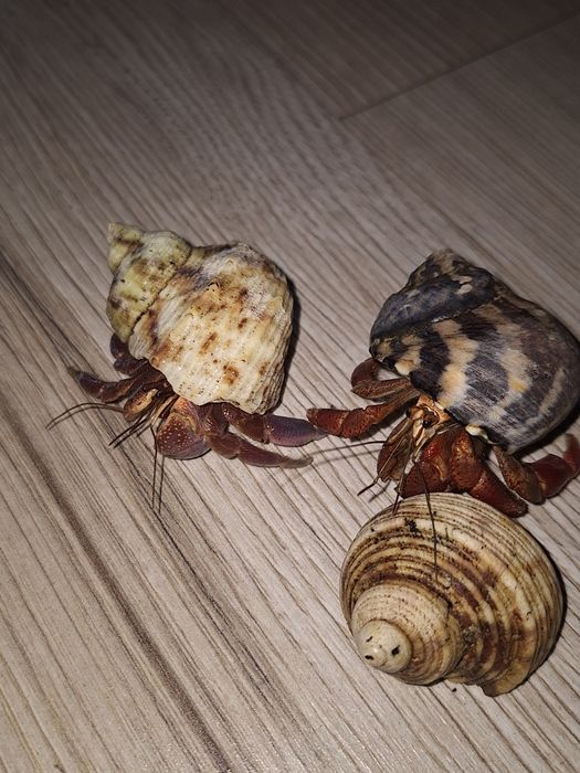 Karaibski krab pustelnik lądowy -  Coenobita clypeatus