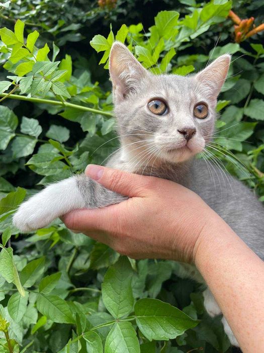 Кошеня, 3 місяці, хлопчик.