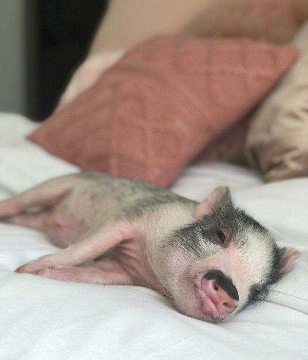 Міні піг карликова свинка дуже охайна та розумна