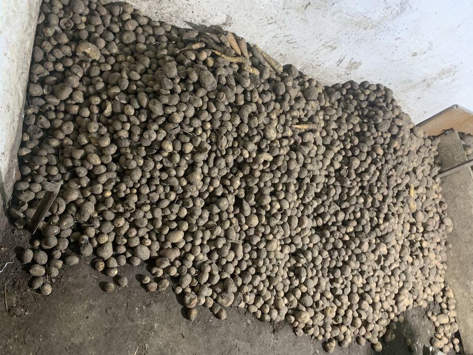 Картопля дрібна