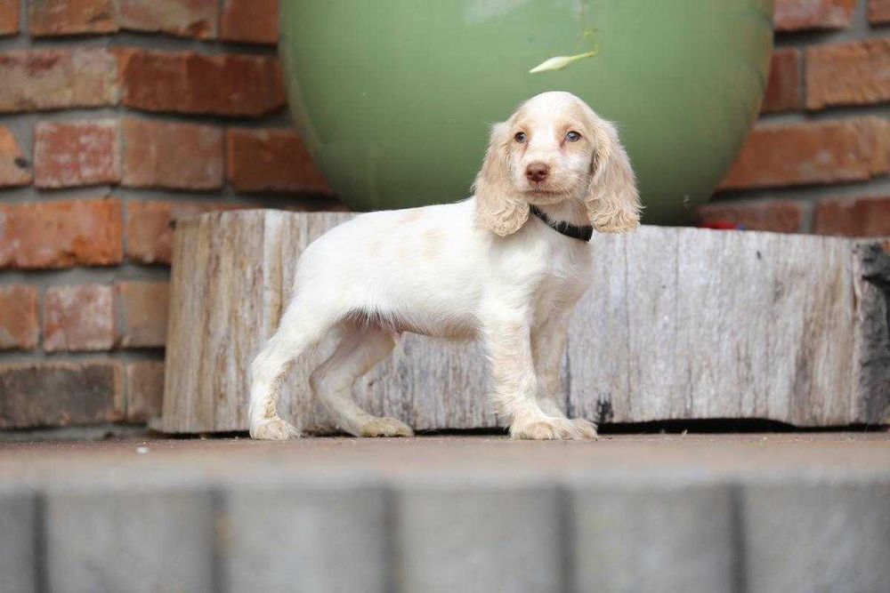 Cocker spaniel szczeniak