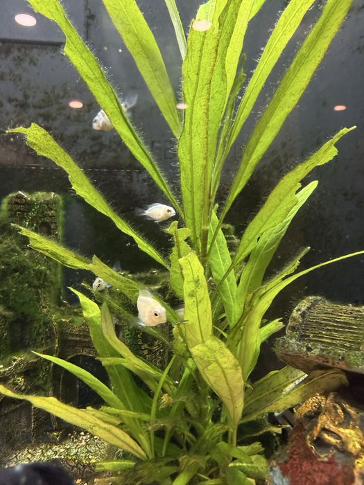 Peixes papagaio anao