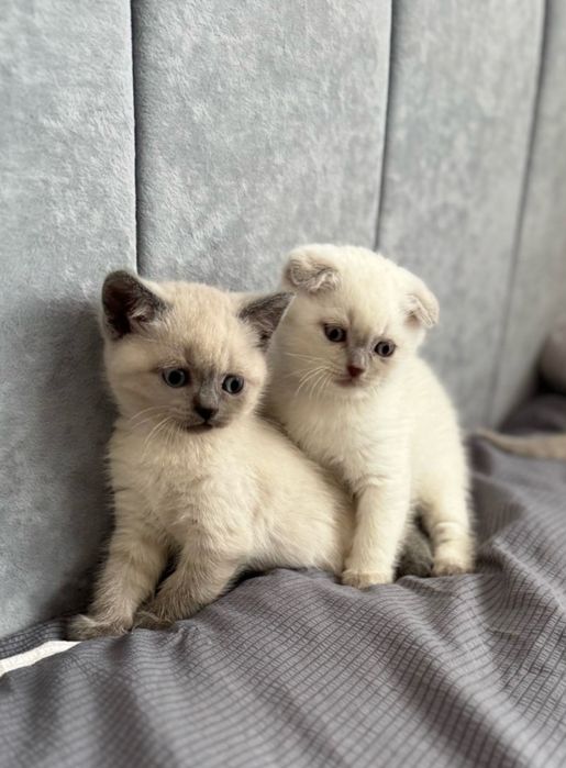 Котики шотландські висловухі