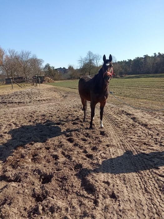 Sprzedam  klacz wielkopolską