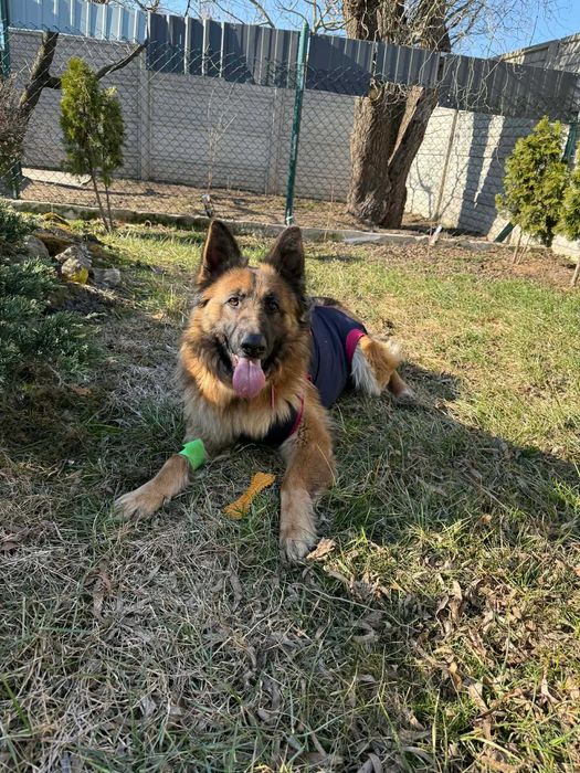 Lunka suczka w typie owczarka niemieciego do adopcji