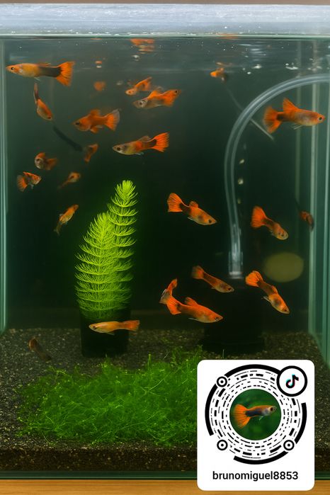 Vendo Guppys e camaroes, criaçao propria