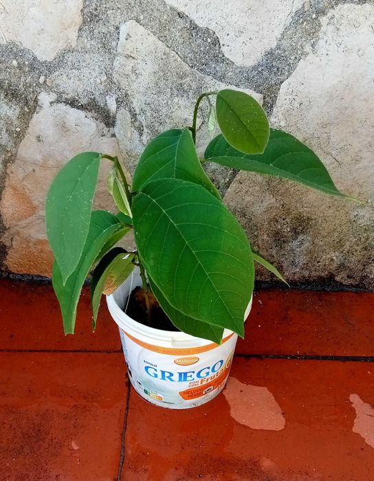 2 Pés de Anoneira em vaso