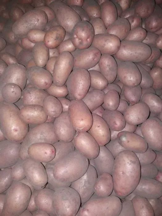 Картопля домашня без хімії (с.Підберізці)