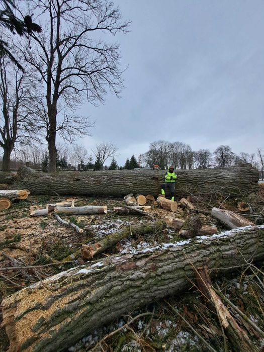 Wycinka drzew, rębak,  frezowanie pni,  mobilny trak, tartak