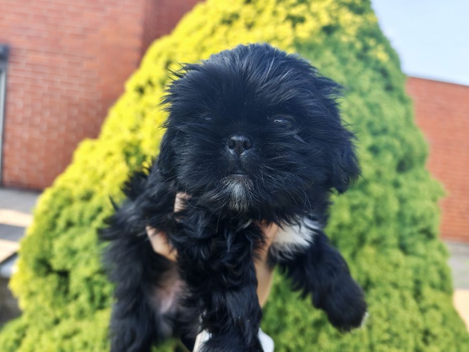 Shih-Tzu czarna suczka