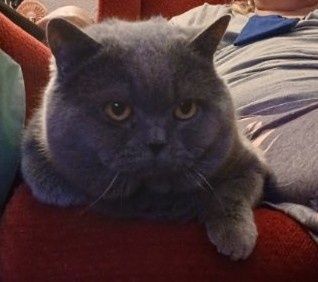 Kocur brytyjski niebieski