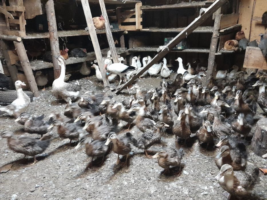 Jaja wiejskie 1,20zł.   kaczki. Indyki