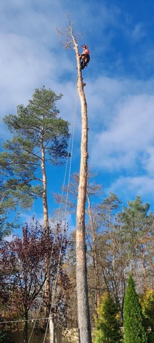 Зрізання дерев,зачистка ділянок,чистка сосон,будь яка складнісь..