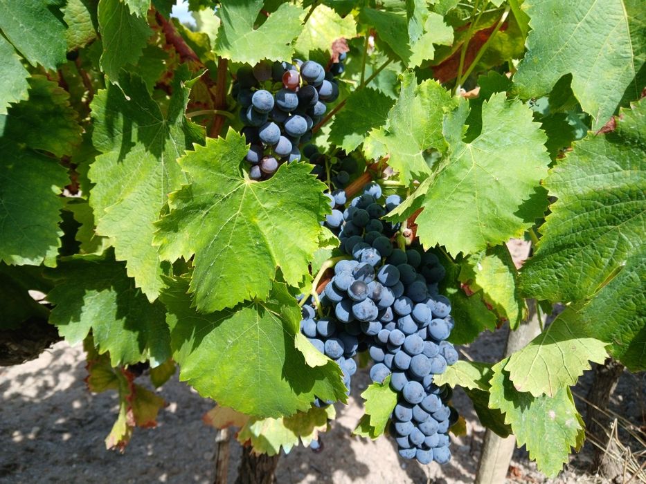 Vendo uvas tintas e brancas para vinho