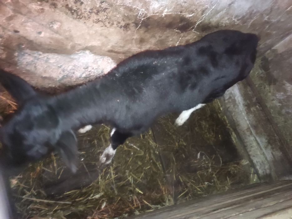 Продам молочну теличку,