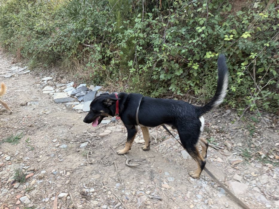 Cachorro 6 meses muito meigo
