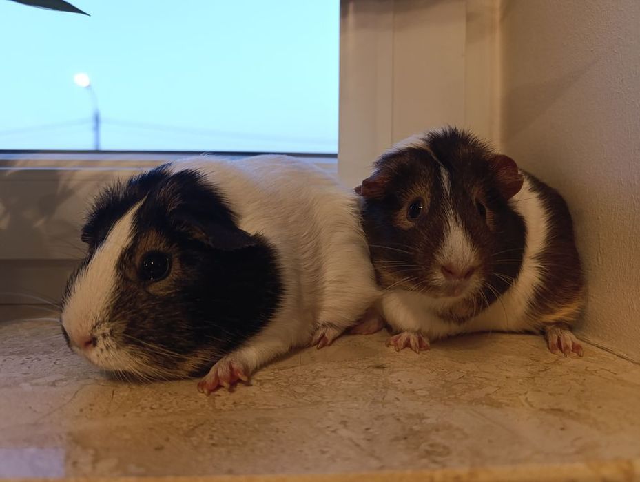Różne Świnki morskie cavia domowa