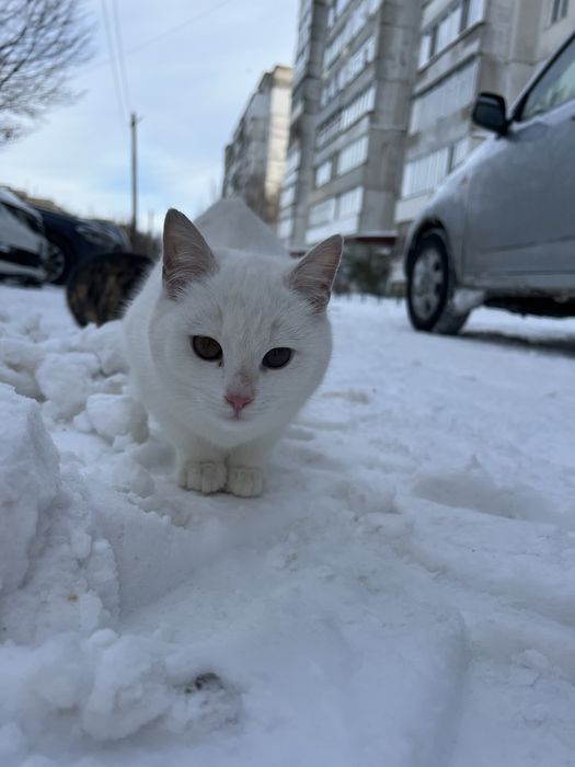 В добрі руки гарні дівчатка