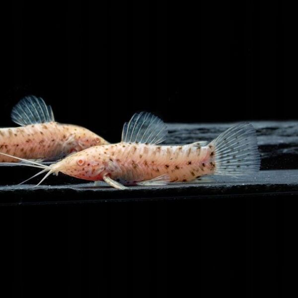 Kiryśnik czarnoplamy M.thorocata