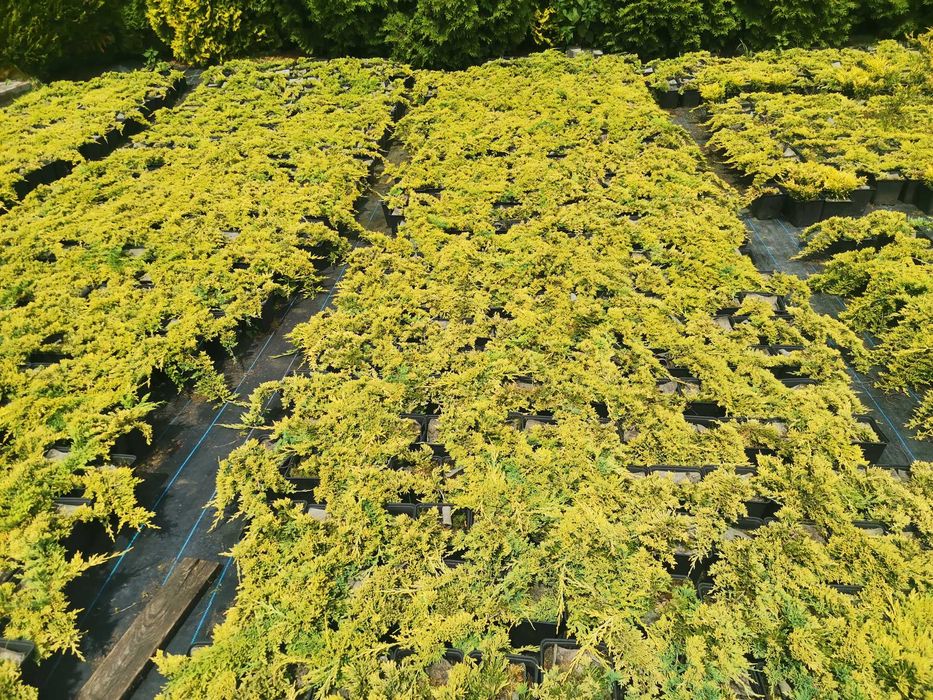 10x Złoty Jałowiec Płożący Golden Carpet 4 letni