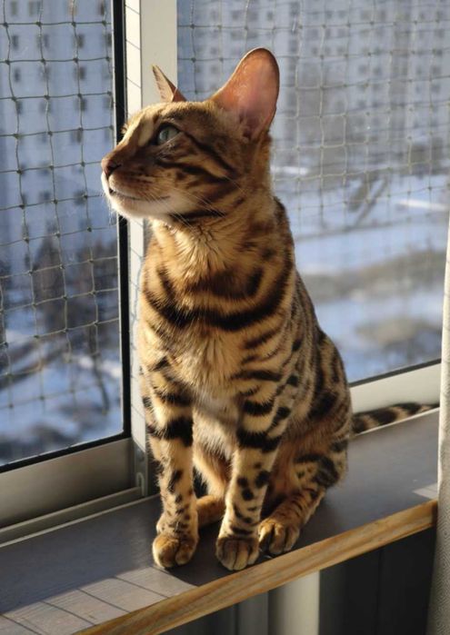 Kot bengalski z rodowodem do adopcji za darmo Warszawa i okolice