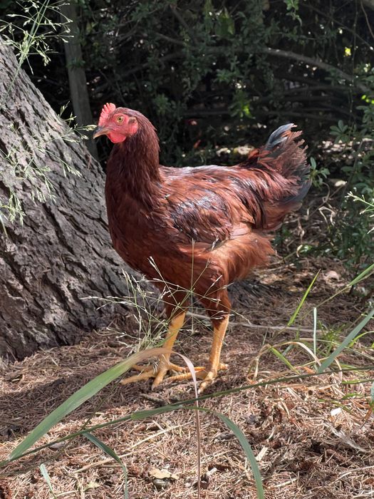 Galos Olive Egger e Rhode Island Red