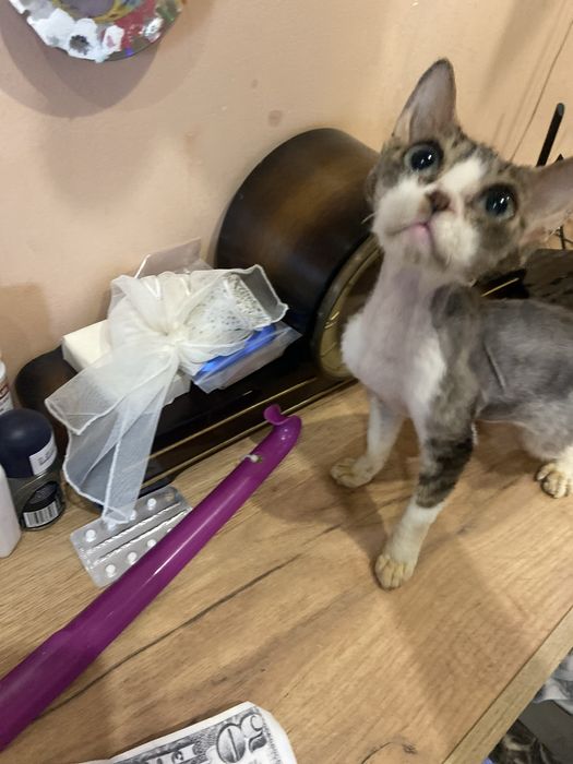 Продається кітка Девон  Рекс ,