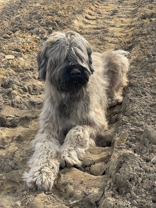 Oddam pieska do adopcji