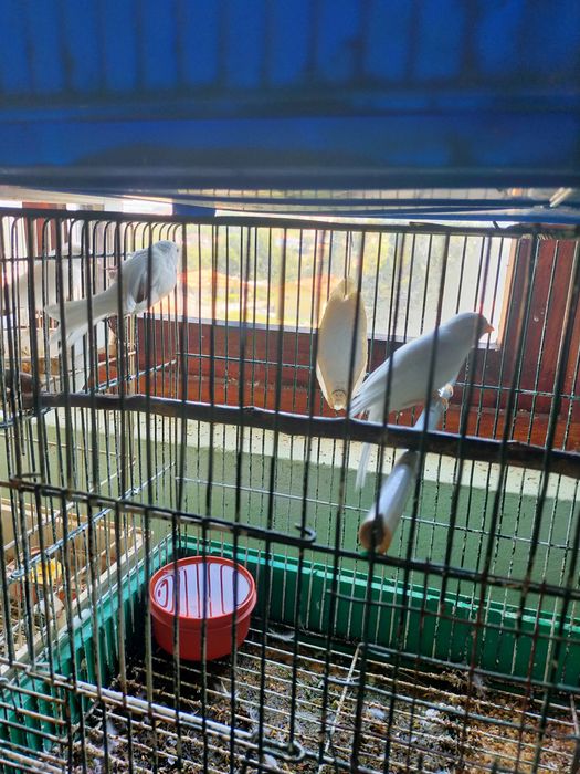 Canários machos e fêmeas