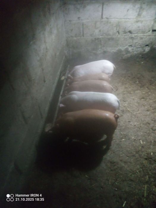 Leitões raça Pietran com duroc