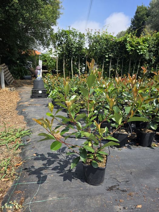 Photinia Red Robin