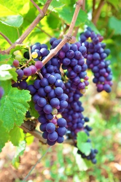 Uvas tintas verde tinto e vinhao