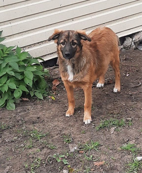 Віддам в добрі руки двох гарних дівчат