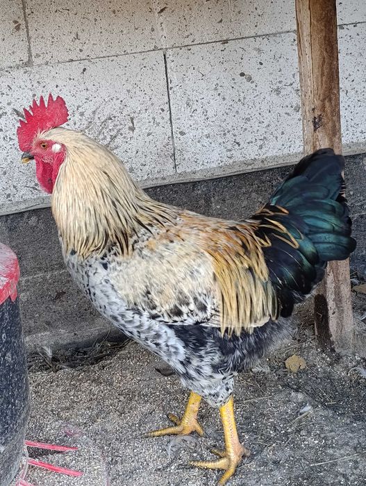 Koguty, kaczki piżmowe