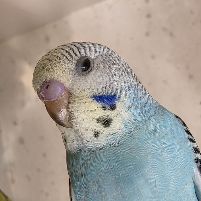 Papuga falista młoda