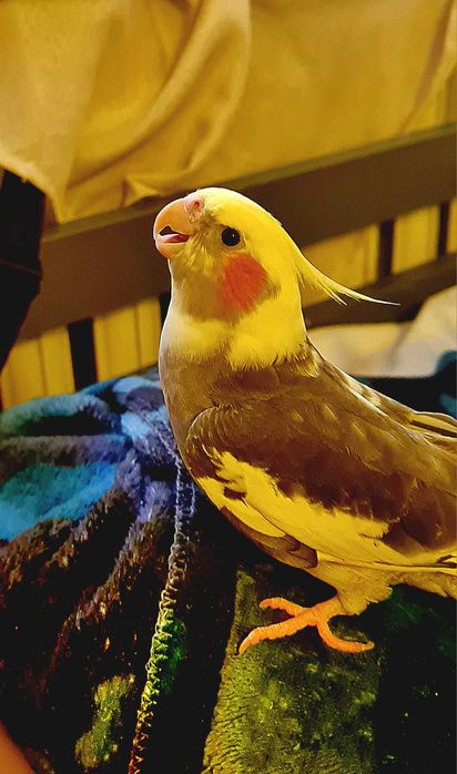 Sprzedam nimfy oswojone