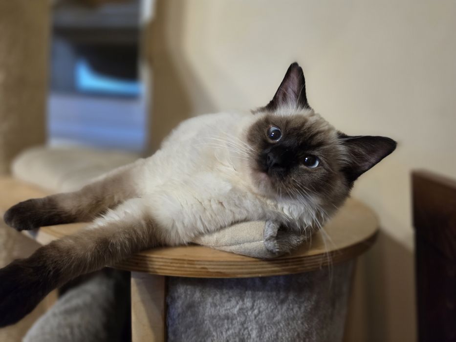Śliczna kotka ragdoll