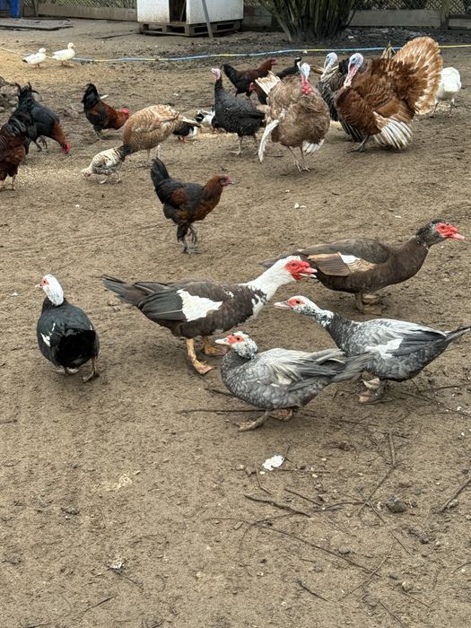 Kaczki piżmowe samce samice rozpłód