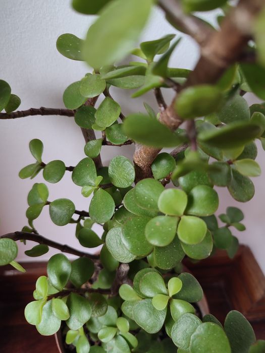 Suculenta portucalaria afra