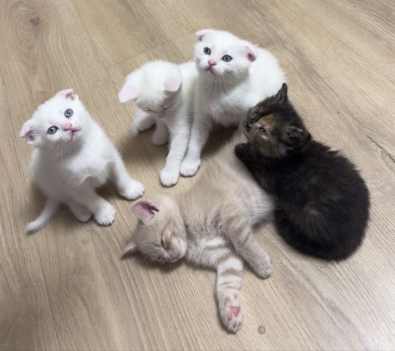 Шотланські кошенята