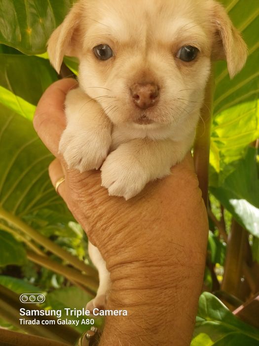 Lindo chihuahua machinho